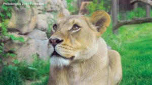 Sở thú Philadelphia nói lời chia tay sư tử cái được yêu mến 4 Sở thú Philadelphia nói lời chia tay sư tử cái được yêu mến