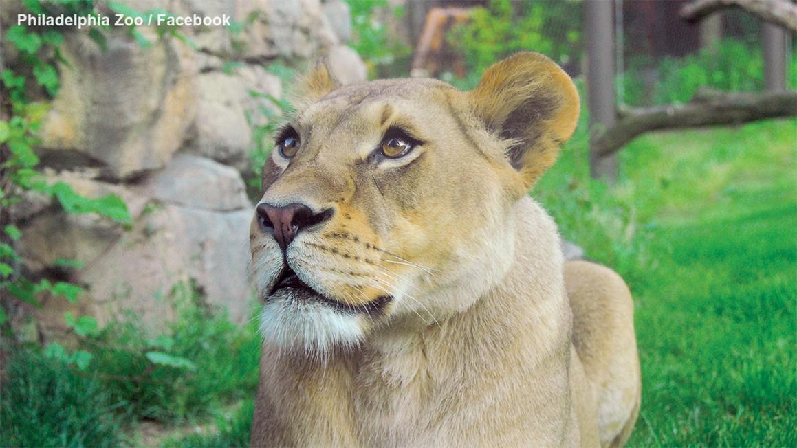 Sở thú Philadelphia nói lời chia tay sư tử cái được yêu mến 1 18155631 111425 wpvi philadelphia zoo lioness tajiri FB img