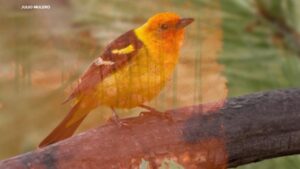 Nghiên cứu vùng Vịnh phát hiện một số quần thể chim hưởng lợi từ cháy rừng California 20 Nghiên cứu vùng Vịnh phát hiện một số quần thể chim hưởng lợi từ cháy rừng California