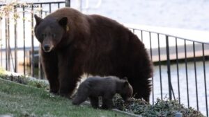 Biện Hộ Muốn Trao Quyền Lợi Cho Gấu ở South Lake Tahoe 13 Biện Hộ Muốn Trao Quyền Lợi Cho Gấu ở South Lake Tahoe