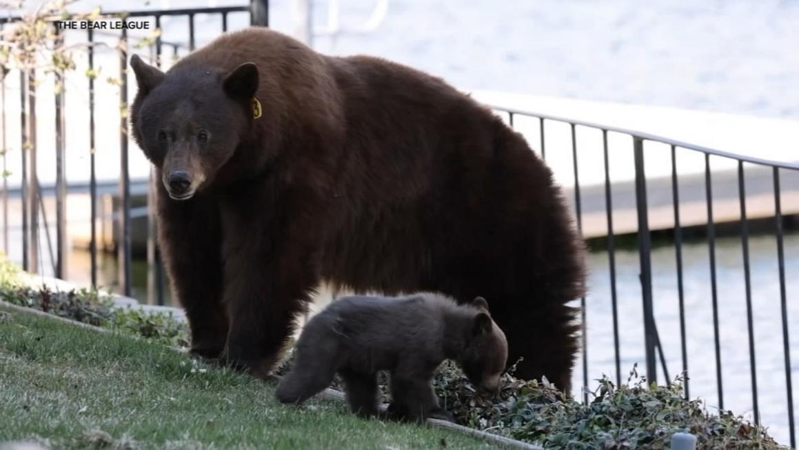 18185320 112125 kgo bear behavior img