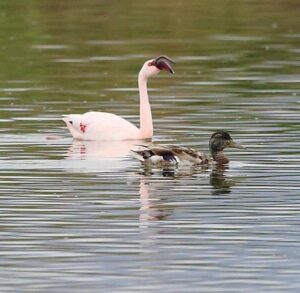 Sunnyvale nhận tài trợ $1.1M cho năng lượng sạch