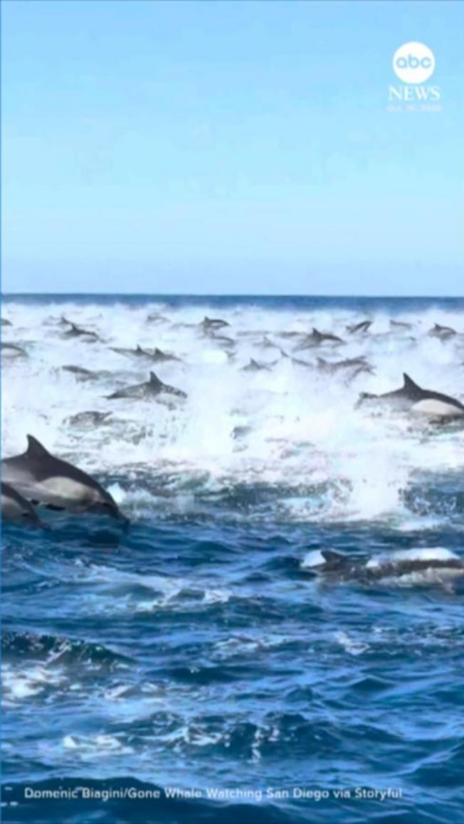 Hàng ngàn con cá heo lao tới thuyền câu cá ở San Diego 1