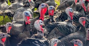 Giá gà tây ổn định cho người mua Lễ Tạ Ơn dù cúm gia cầm tăng