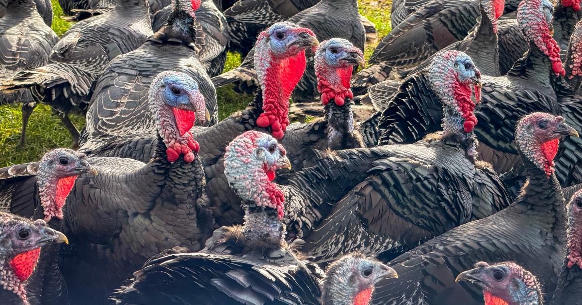 251119 turkey cost thanksgiving gk 3081b9