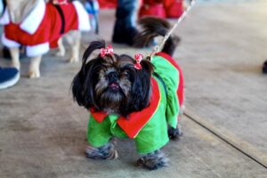 Không Khí Giáng Sinh Ngập Tràn, Chợ Phiên Nghỉ Lễ Santa Paws: 12 Sự Kiện Mùa Lễ Tại New Caney, Porter