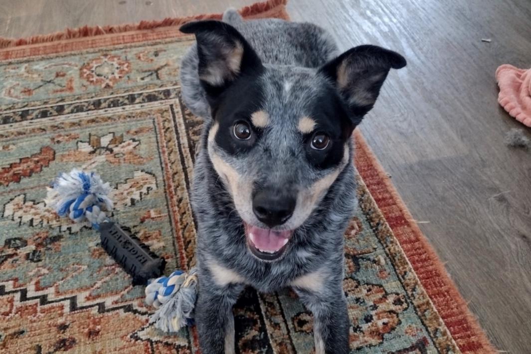 Cập Nhật Kinh Doanh: Dịch Vụ Du Lịch Sang Trọng, Trông Giữ Chó Tại New Caney, Porter 1 395591