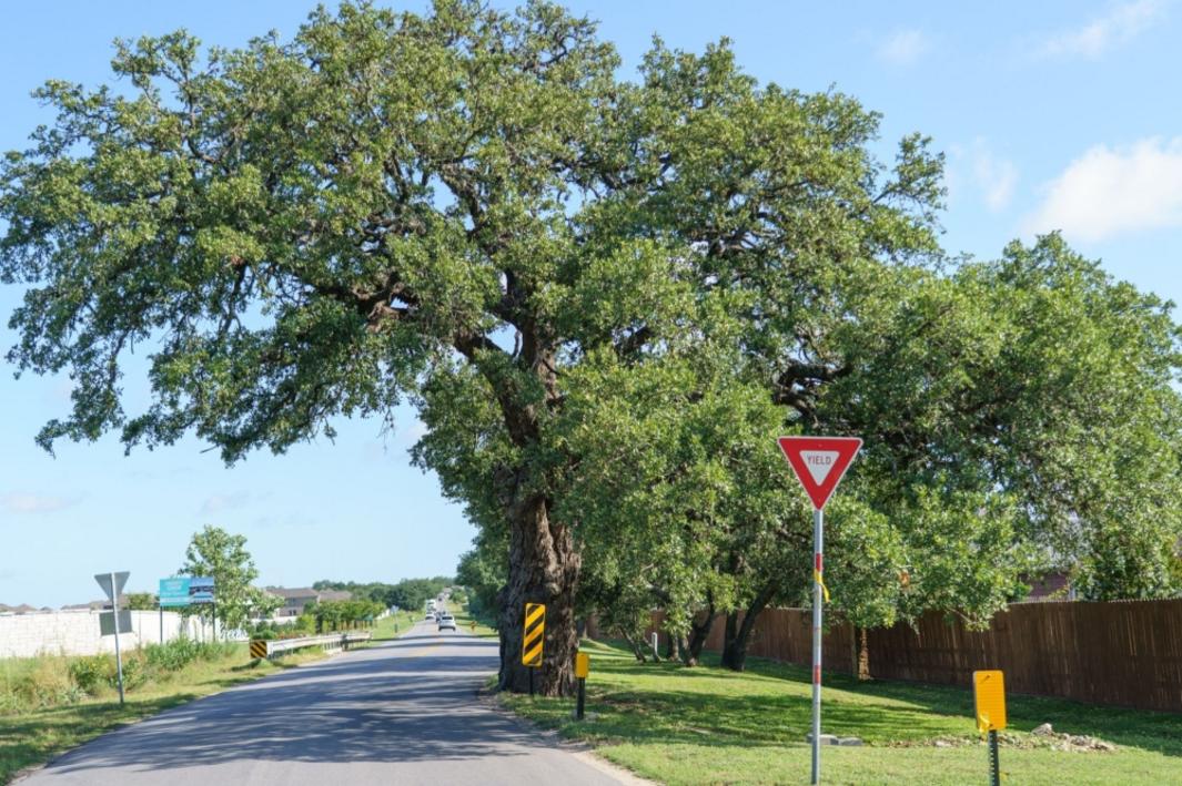 Kyle di dời cây cổ thụ 400 năm tuổi cho công trình đường sá 1 396040