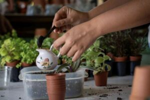 Tiệm cây cảnh Pflugerville Pfoliage and Plants cung cấp đa dạng lựa chọn