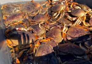 Mùa cua ven biển Sonoma mở cửa, giới chức cảnh báo độc tố 24 Mùa cua ven biển Sonoma mở cửa, giới chức cảnh báo độc tố