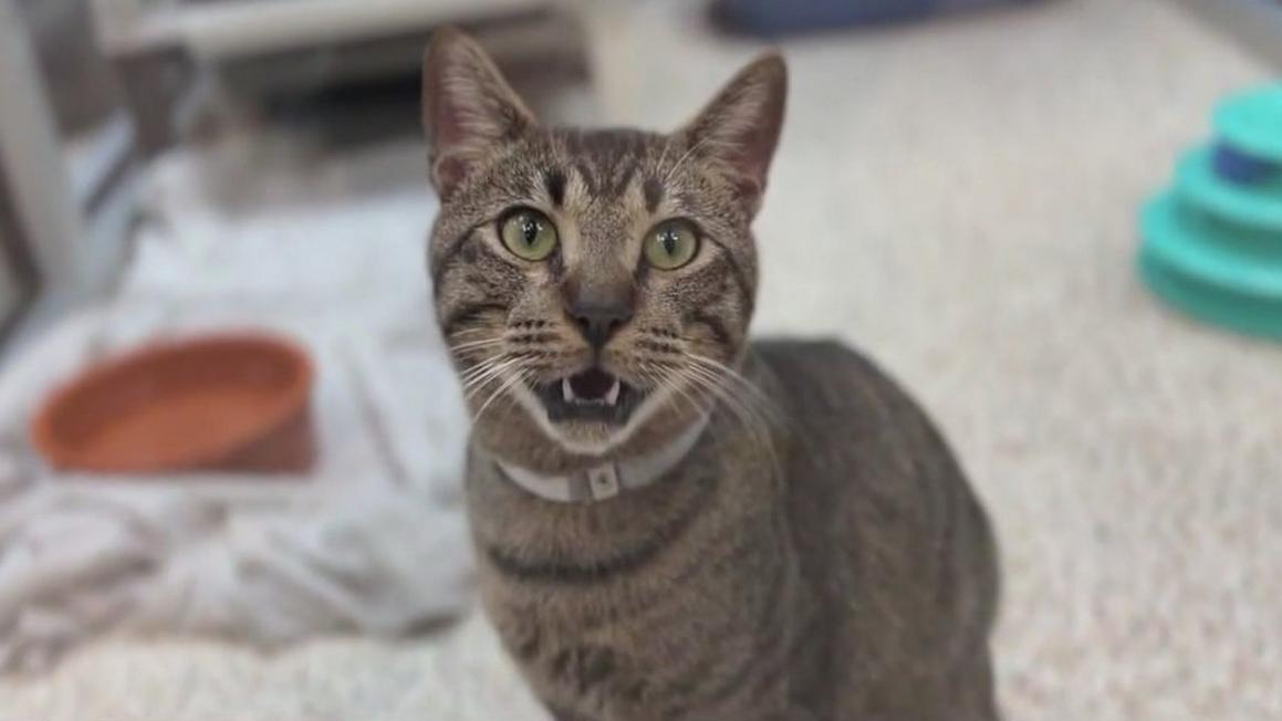 Chi phí thức ăn cho mèo tăng cao gây khó khăn cho các trung tâm cứu trợ động vật ở Houston 1 444920A8C2F55169853D74F1FBF9D8BC