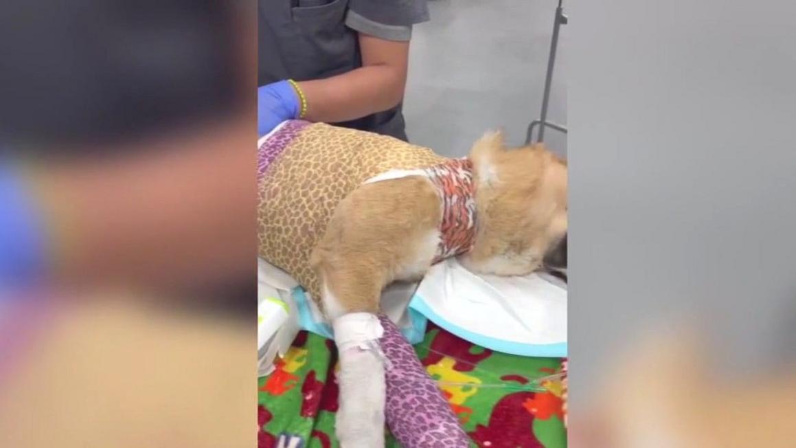 Chó bị ngược đãi được giải cứu khắp Hạt Los Angeles 1 47CA1EBE7DC063D6FB593A2F9ADF776A