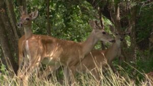 Cảnh Sát Cảnh Báo Lừa Đảo Giả Mạo Kiểm Tra Bệnh Nai, Nhắm Vào Chủ Đất Texas 26 Cảnh Sát Cảnh Báo Lừa Đảo Giả Mạo Kiểm Tra Bệnh Nai, Nhắm Vào Chủ Đất Texas