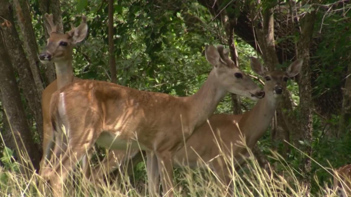 Cảnh Sát Cảnh Báo Lừa Đảo Giả Mạo Kiểm Tra Bệnh Nai, Nhắm Vào Chủ Đất Texas 1 5616eebf a2fa 4b0a bfbf