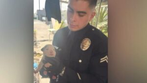 Chó được giải cứu từ ổ chó ở Skid Row 3 Chó được giải cứu từ ổ chó ở Skid Row