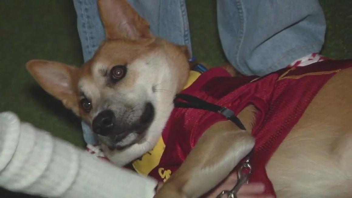 Sinh viên Đại học USC biến nhà ở thành nơi cưu mang chó mèo vô gia cư tại Los Angeles 1 9d0a95edc28c00e1f83112793db0b620