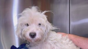 Chó Sống Sót Sau Khi Bị Vứt Qua Hàng Rào Trong Túi Nilon