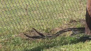 Trộm cắp vô tuyến khiến sân bóng chày của giải đấu trẻ ở Đông Nam Houston bị mất điện 2 Trộm cắp vô tuyến khiến sân bóng chày của giải đấu trẻ ở Đông Nam Houston bị mất điện