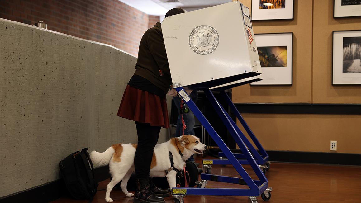Cập nhật trực tiếp: Cử tri đi bỏ phiếu tại New York, Virginia, California và các nơi khác 1 DOG VOTING