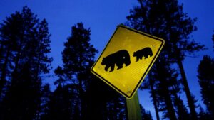 Gấu hoang tấn công cụ ông 87 tuổi và một phụ nữ trong nhà ở Lake Tahoe