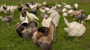 Thử ‘Nhận Nuôi’ Gà Tây Cho Lễ Tạ Ơn?