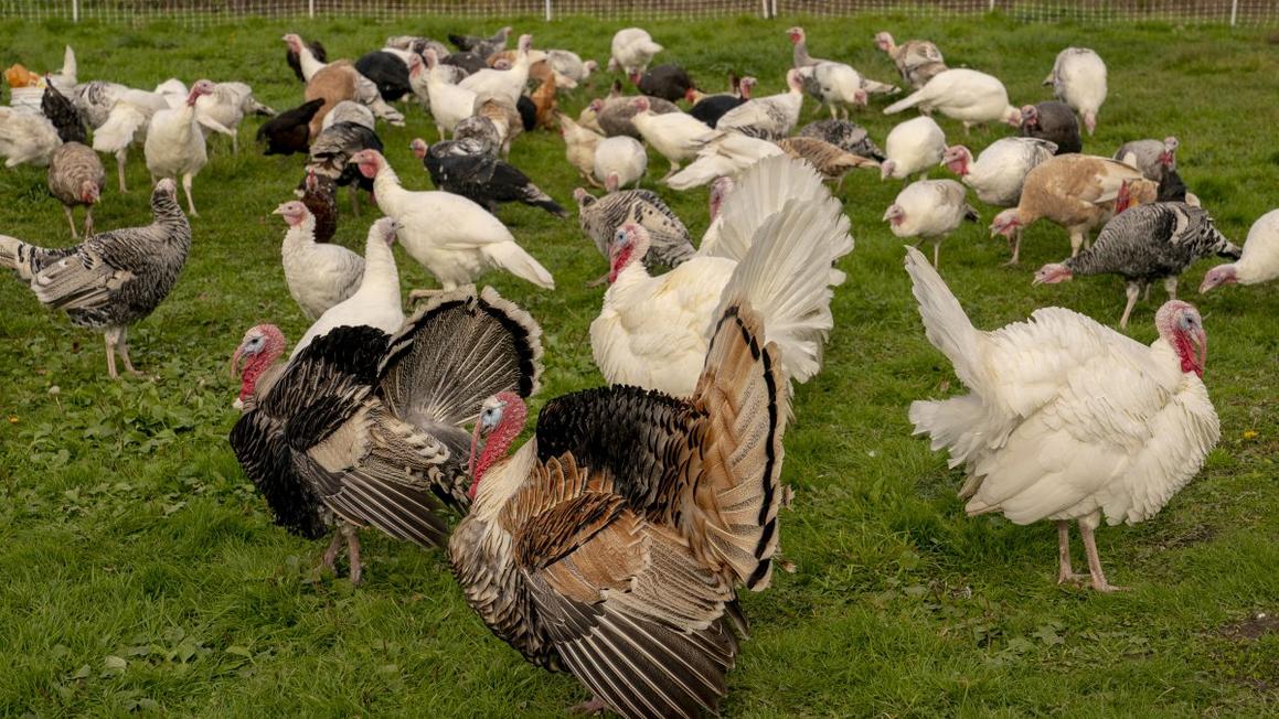 Thử 'Nhận Nuôi' Gà Tây Cho Lễ Tạ Ơn? 1 GettyImages 2179972823