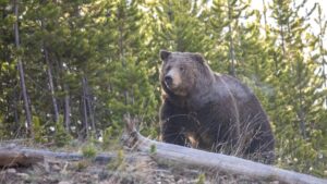 Gấu xám tấn công người tại British Columbia, Canada 4 Gấu xám tấn công người tại British Columbia, Canada