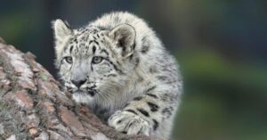 Apple dự kiến áp dụng chiến lược cập nhật phần mềm “tick-tock” cho các hệ điều hành vào năm sau