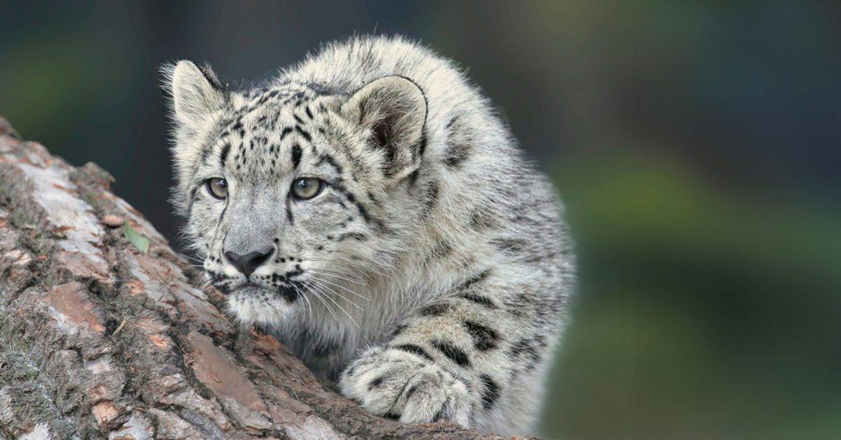 Id love to see Apple adopt a tick tock approach to software releases