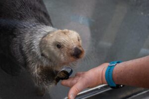 Giải mã bí ẩn về rái cá biển: Nghiên cứu của Thủy cung Monterey