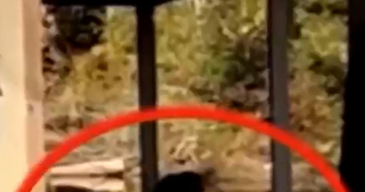 Monkey Capture Thumb Vert njh399