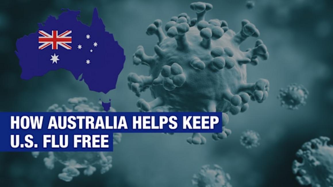 Úc đóng vai trò then chốt trong việc tạo vắc-xin cúm hàng năm cho Hoa Kỳ 1 NWYWCVPTLVBSLD7R3U4GC4IHHQ