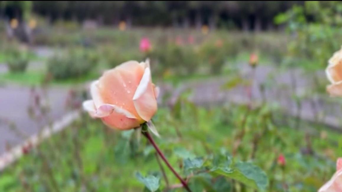 Trộm cắp làm hư hại Vườn Hồng Morcom ở Oakland hàng ngàn đô la 1 Oaklands Morcom Rose Garden theft leaves thousand of dollars in damages