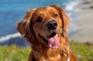 Chó Golden Retriever từ California được chọn đóng vai chính trong phim ‘Air Bud’ bản làm lại 11 Chó Golden Retriever từ California được chọn đóng vai chính trong phim ‘Air Bud’ bản làm lại