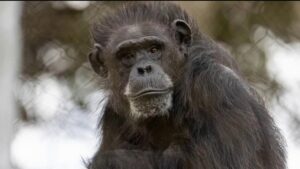 Sở thú San Francisco tạm dừng chương trình Tinh tinh 11 Sở thú San Francisco tạm dừng chương trình Tinh tinh