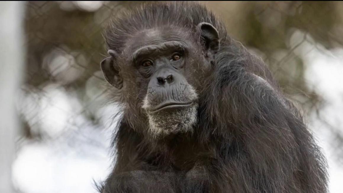 Sở thú San Francisco tạm dừng chương trình Tinh tinh 1 San Francisco Zoo temporarily pauses chimpanzee program