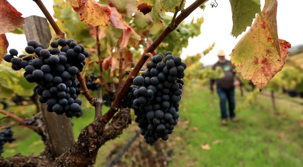 TPD L kp1022z Coturri 07