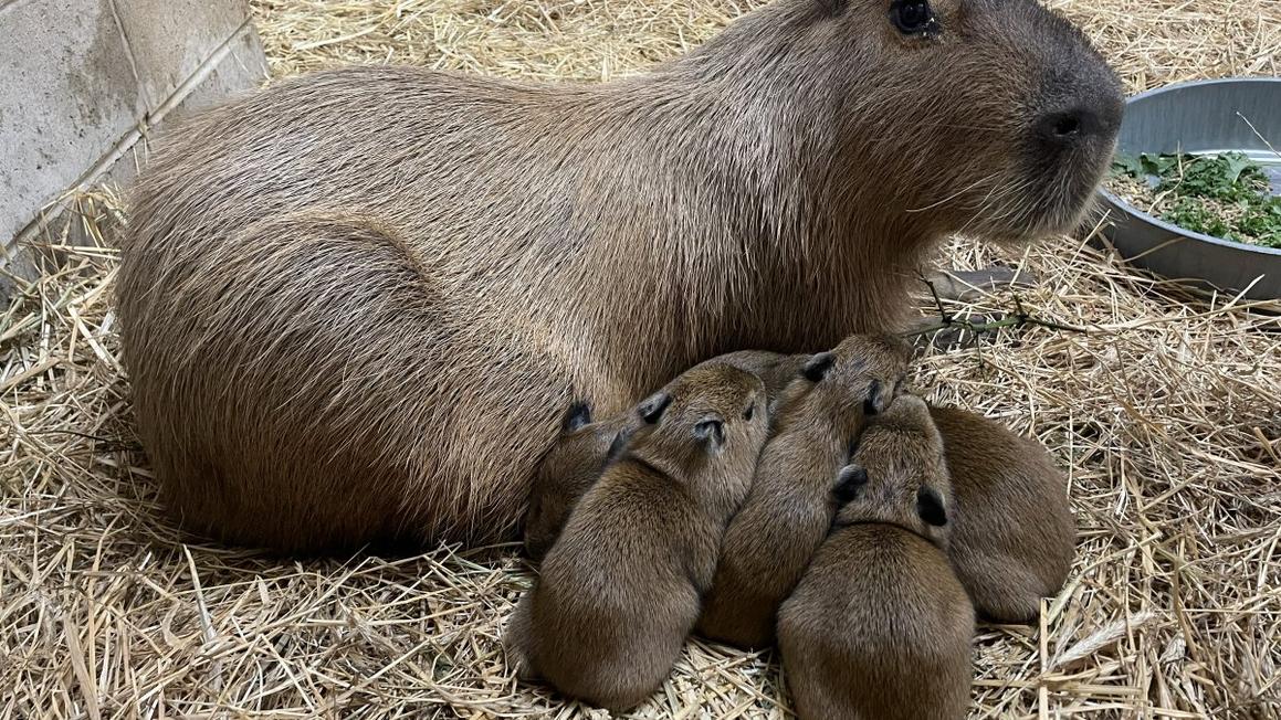 Vườn thú Cape May County chào đón 5 chú chuột túi Capybara con khỏe mạnh 1 Zoo Capybara mom and pups