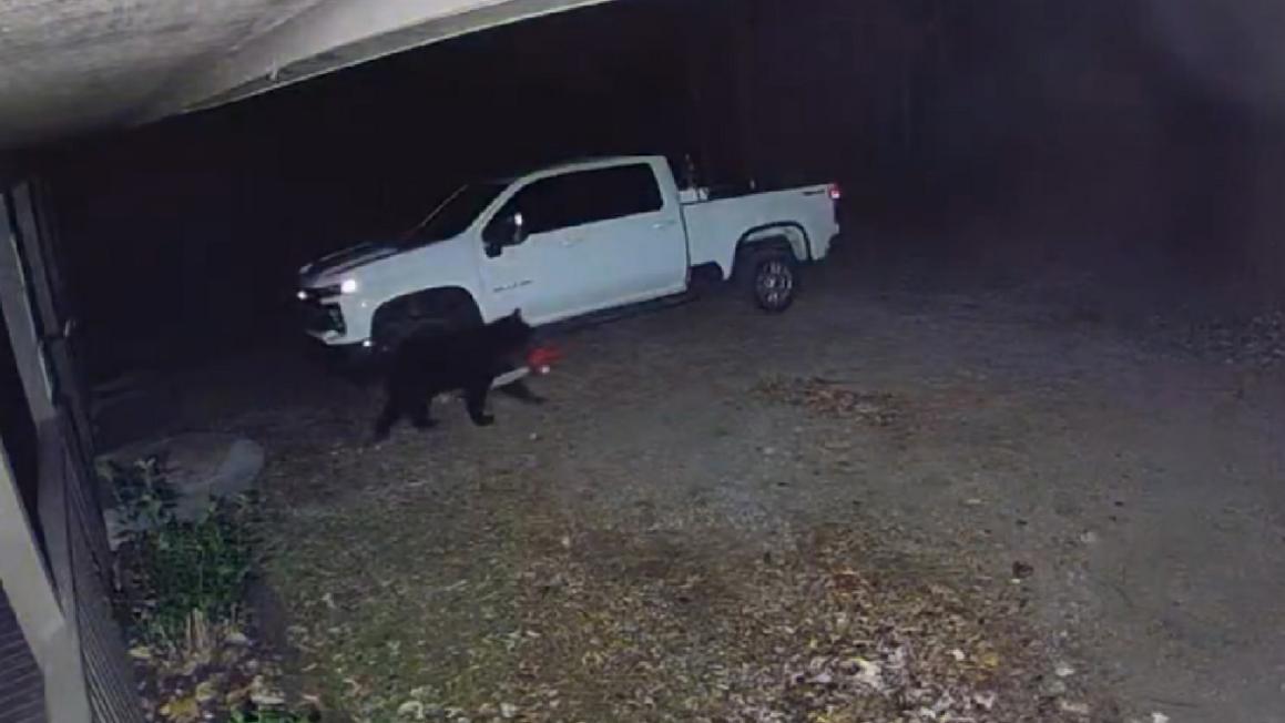 Video ghi cảnh gấu tha cưa máy mới toanh của người dân ở Tennessee 1 a592cdd7 bd9f 4ee7 8d61