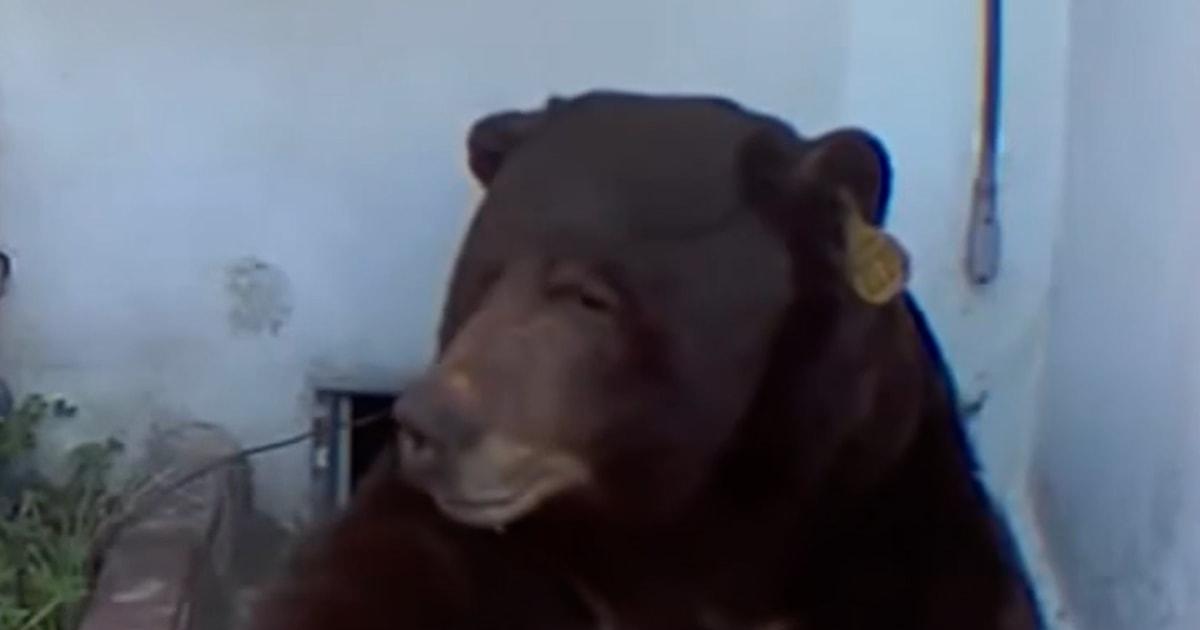 Huấn luyện viên Lane Kiffin rời Ole Miss ngay trước thềm Giải Vô địch Bóng bầu dục Đại học 1 bearthumb irz5cv