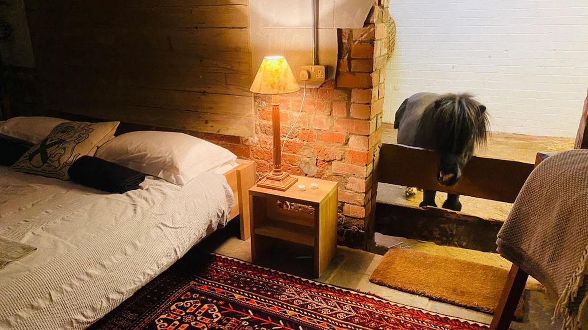 Ngựa mini làm bạn chung phòng trong trải nghiệm Airbnb độc đáo 1 bedroom with pony