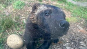 Gấu chó Wolverine lần đầu phẫu thuật mắt thành công 7 Gấu chó Wolverine lần đầu phẫu thuật mắt thành công