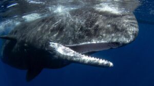 Xác cá voi khổng lồ mắc kẹt trên bãi biển Nantucket, giới chức gặp khó khăn trong việc di dời 20 Xác cá voi khổng lồ mắc kẹt trên bãi biển Nantucket, giới chức gặp khó khăn trong việc di dời