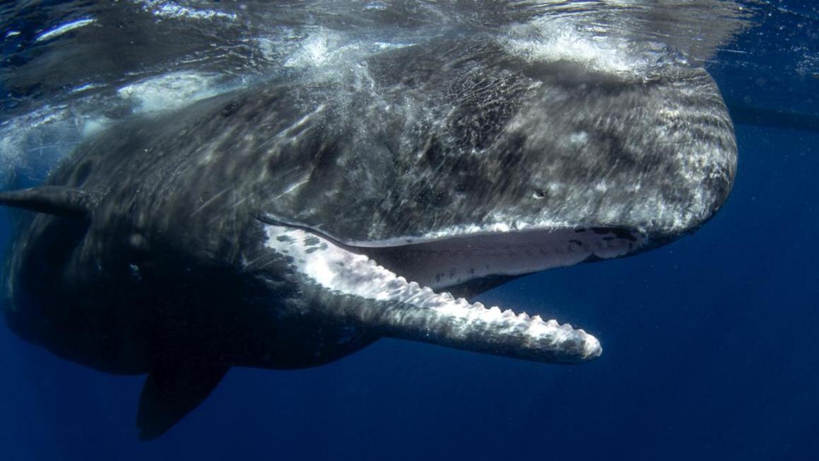 c5b7d6f9 48ac 44f5 bb23