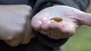 Nông dân California phản đối Dự luật 50 khi Dân chủ tìm cách thay đổi bản đồ Hạ viện