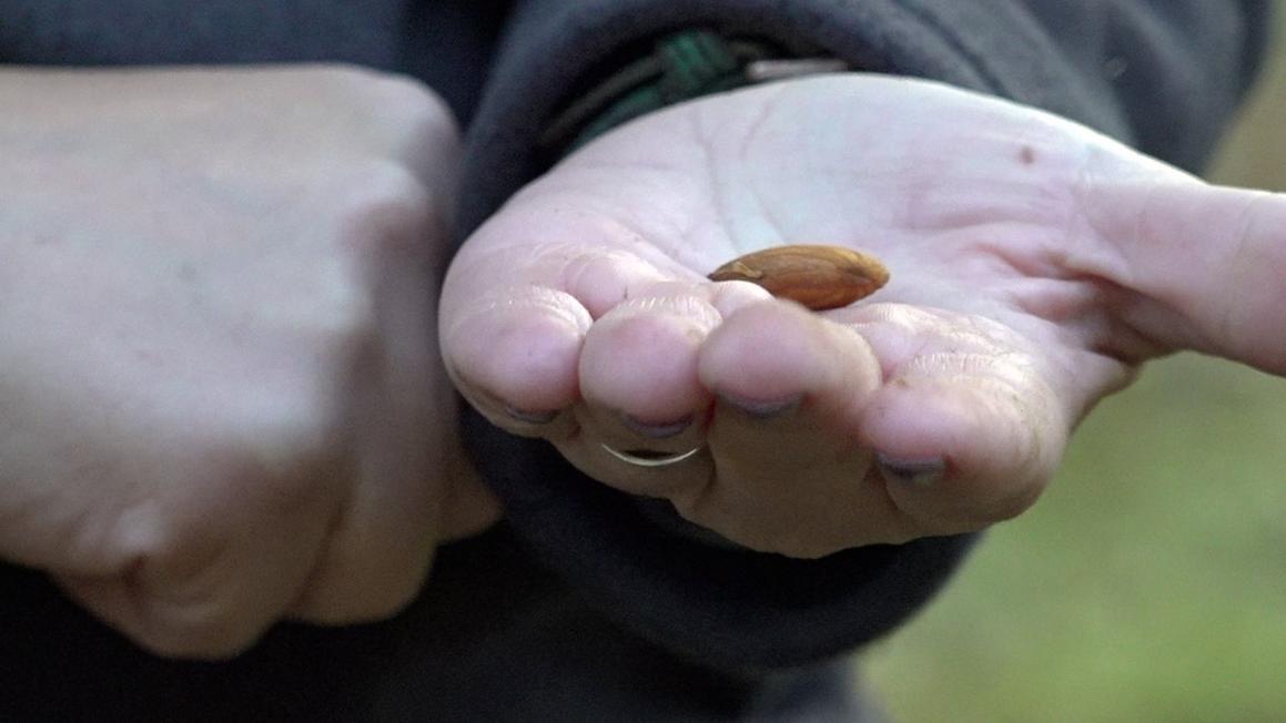 Nông dân California phản đối Dự luật 50 khi Dân chủ tìm cách thay đổi bản đồ Hạ viện 1 ca almond0