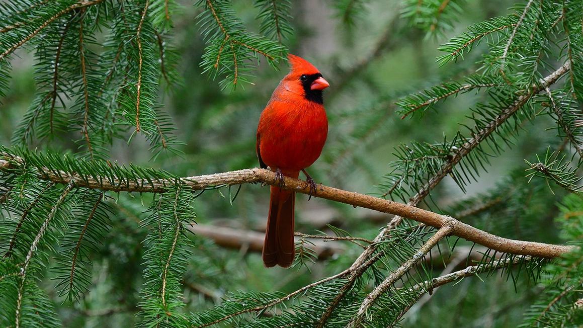 cardinal in branches