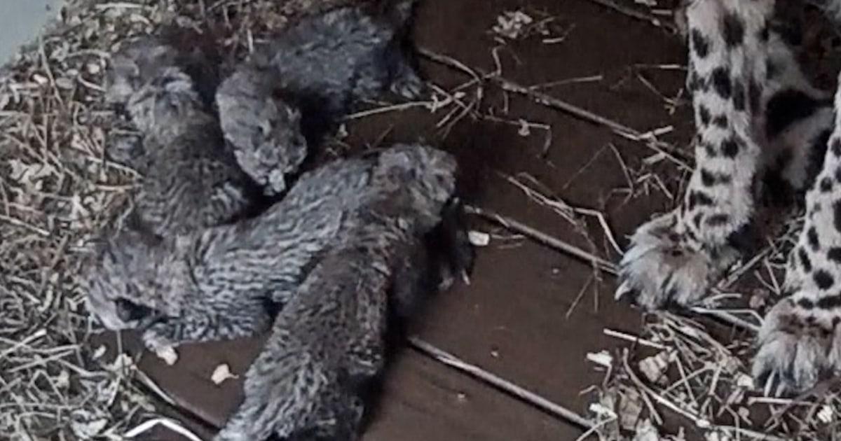 Mùa Xuân Về Rồi: Máy Quay Tại Sở Thú Quốc Gia Mỹ Quay Lại Cảnh Đàn Báo Gấm Con Mới Sinh 1 cheetathumb evpzyp