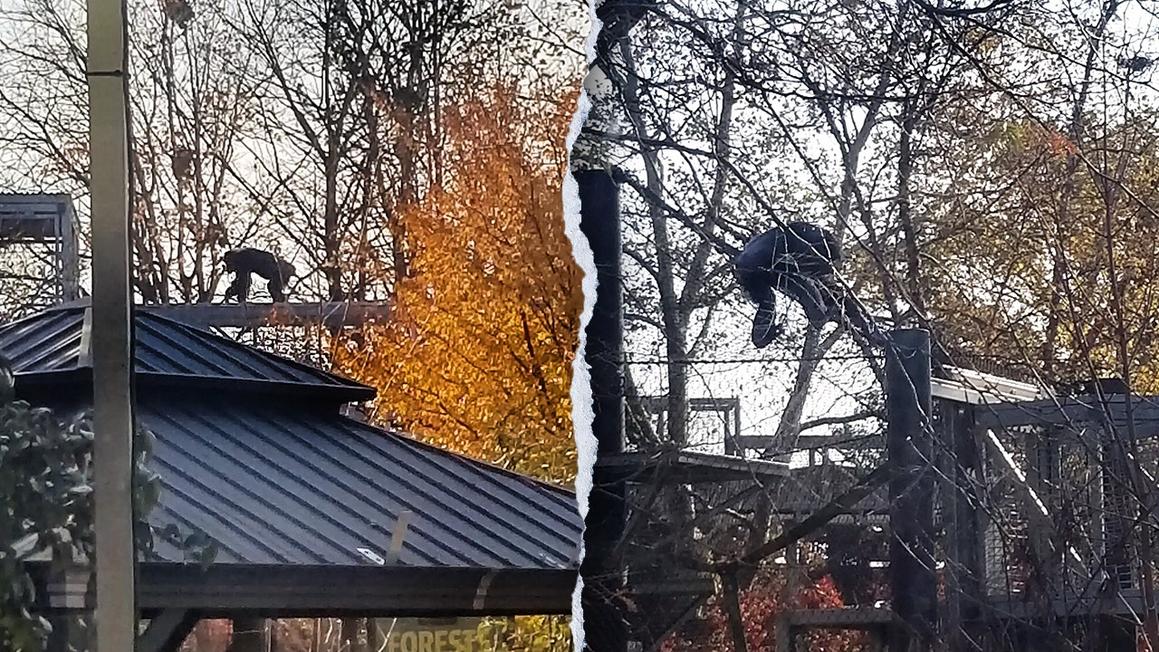 Vượn xổng chuồng, gây náo loạn Sở Thú Indianapolis 1 chimp escape split