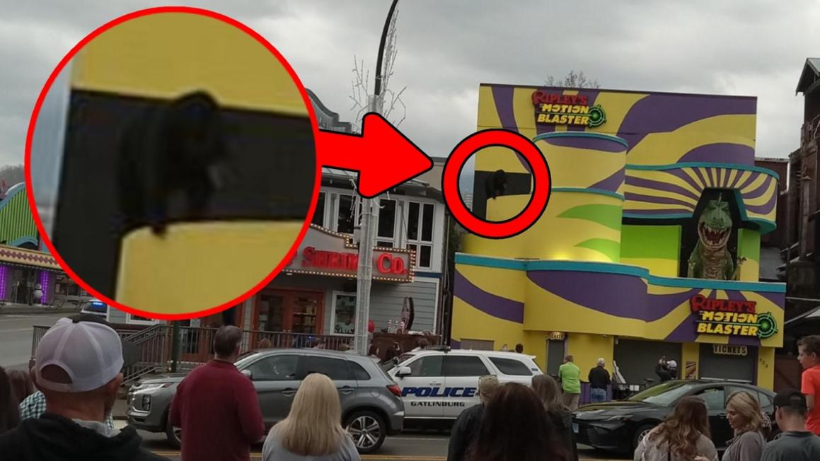 Gấu đen leo lên mái nhà ở Gatlinburg 1 e4738b77 8a58 4cc8 b7fa